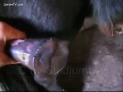 Horse climaxed and ejaculates during a handjob
